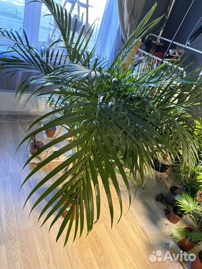 Пальма арека дипсис