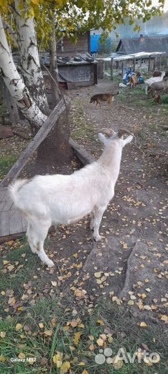 Козел зааненский