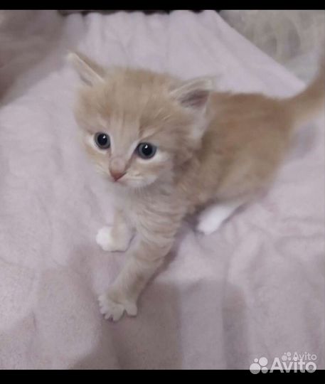 Котята