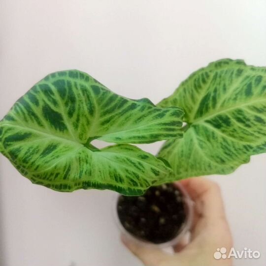 Сингониум Макрофиллум, Золотая Венеция, Пинк