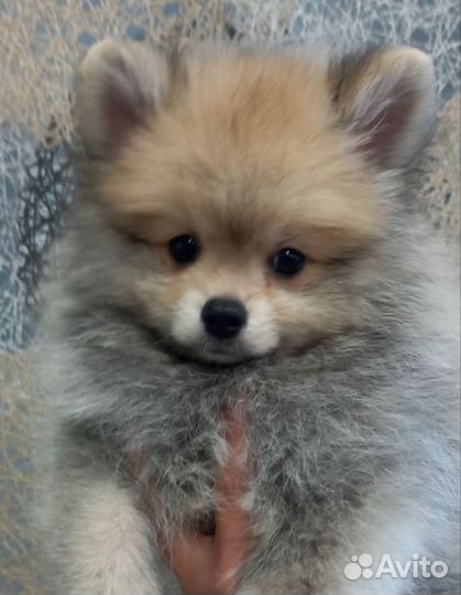 Щенки шпица