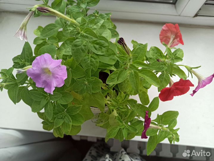 Петунья в кашпо