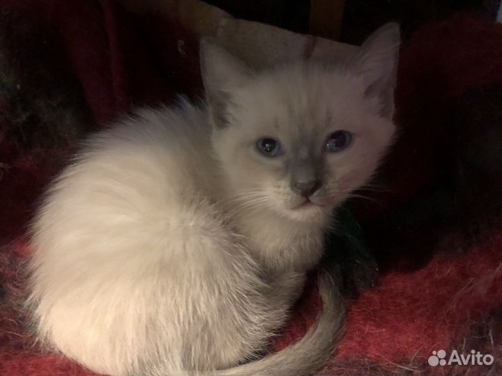 Тайская кошка