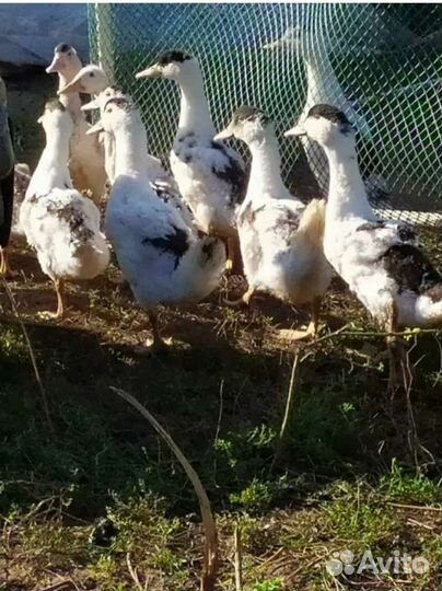 Мясо утки мулард