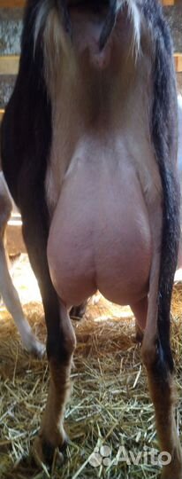 Дойная коза ламанча и козочка