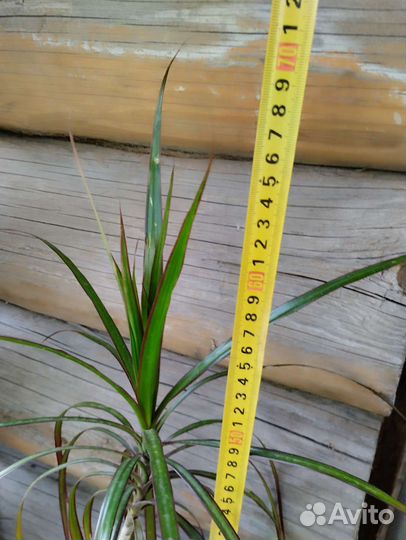 Пальмы Драцена и юкка