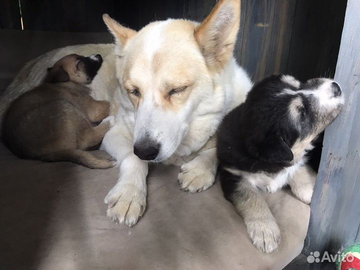 Щенки западно сибирской лайки