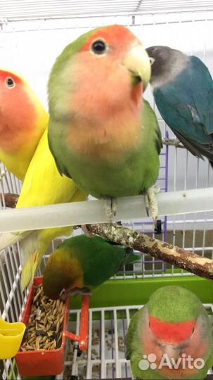 Неразлучники масковые, розовощекие, банановые