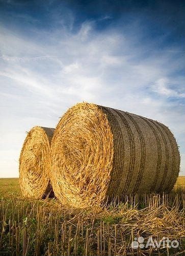 Продам сено в рулонах