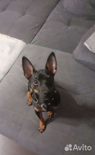 Помогите вернуть собаку