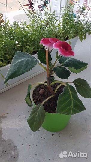 Глоксиния клубни