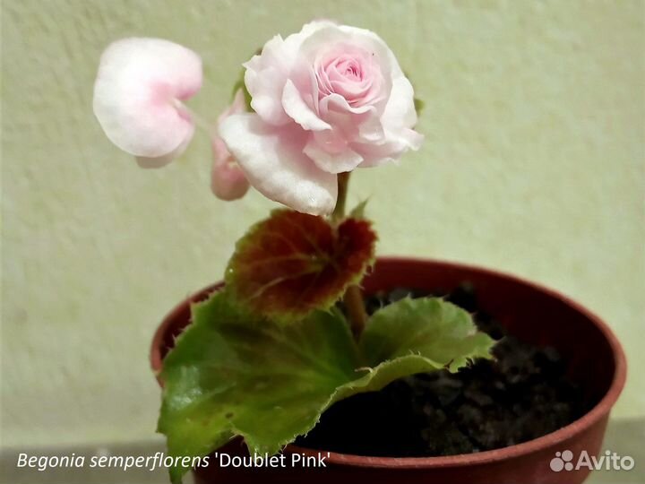Бегония вечноцветущая махровая разные сорта
