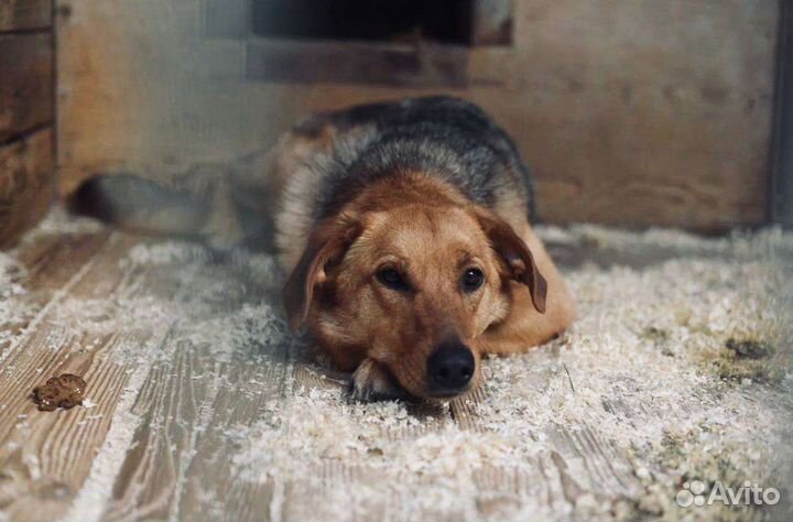 Красавица Баффи ждёт своего человека