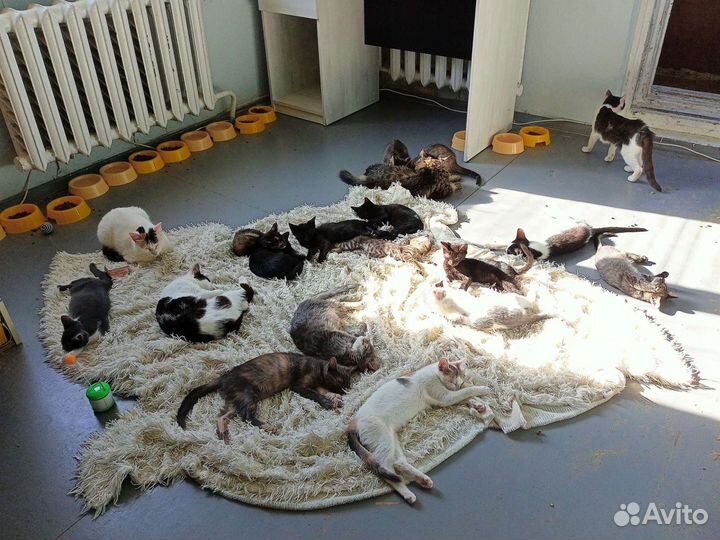 Кошки и котята в добрые руки
