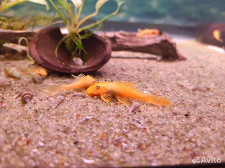 Анцитрус L-144