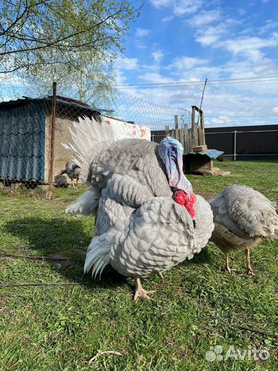 Индюшки индюки аспидные голубые