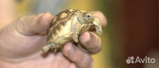 Передержка гостиница для животных