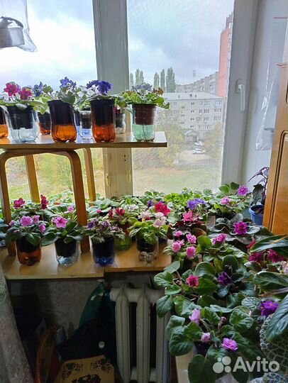 Сортовые фиалки