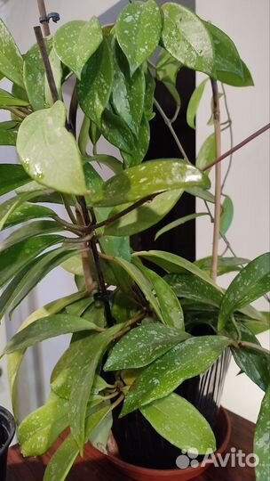 Хойя грацилис