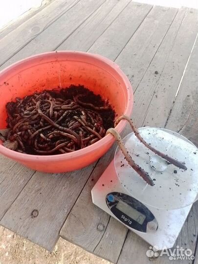 Дендробена, Навозные, Овражные,Зелёные