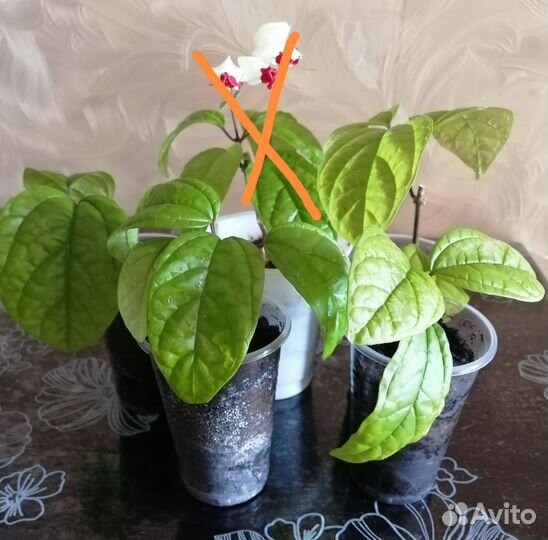 Клеродендрум Томпсон