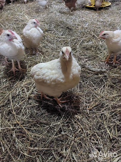 Продам петушков