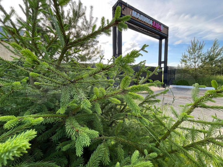 Участок 8 сот. (СНТ, ДНП)