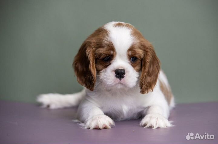 Щенки Кавалер кинг чарльз спаниель