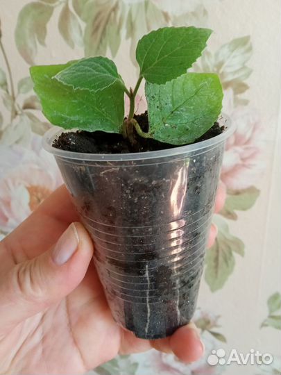 Клеродендрум филлипинский