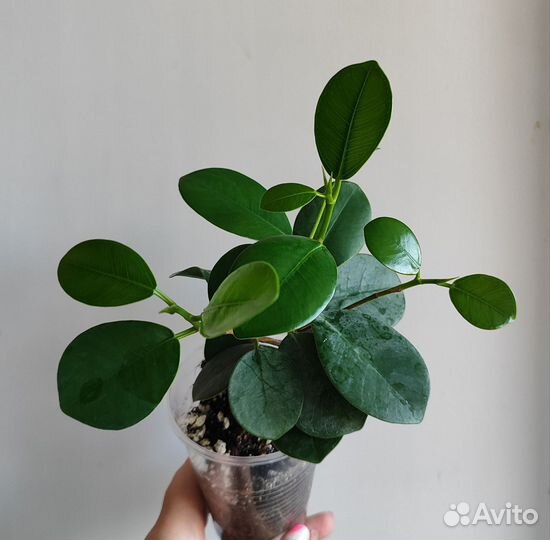 Фикус Формоза