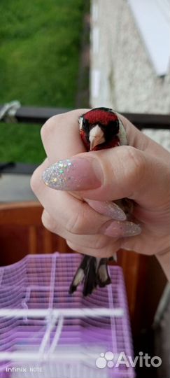 Птица шеголь