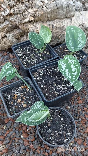 Сциндапсус расписной