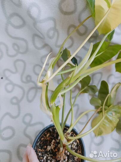 Филодендрон бурле макс вариегатный