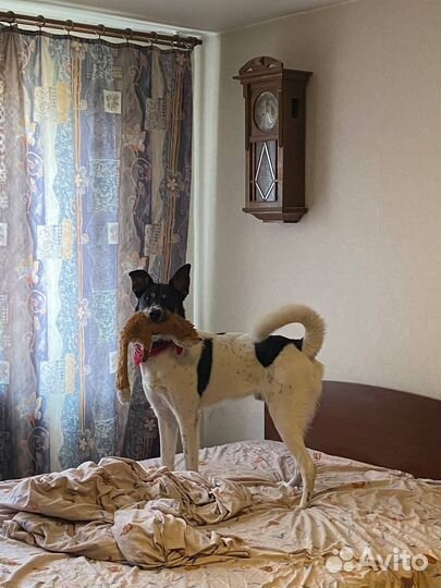 Годовалый Тедди ищет семью