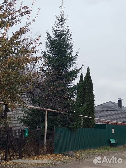 Ель живая 6м+