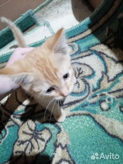 Кошка в дар