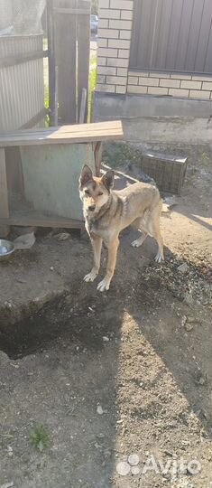 Добрая собака