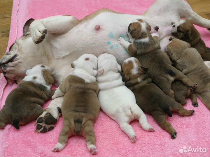 Инструктор по вязке собак