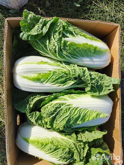 Пекинская капуста