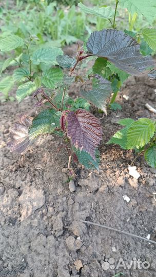 Саженцы ореха лещины