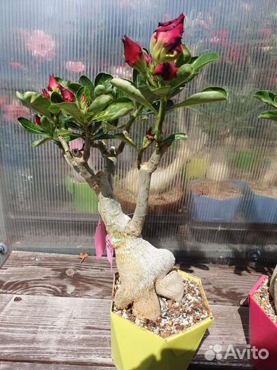 Адениум сортовой красиво цветущий