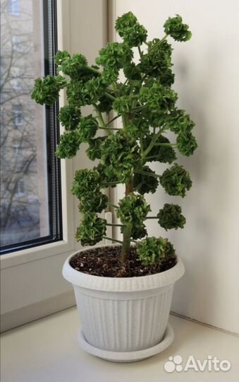 Пеларгония душистая