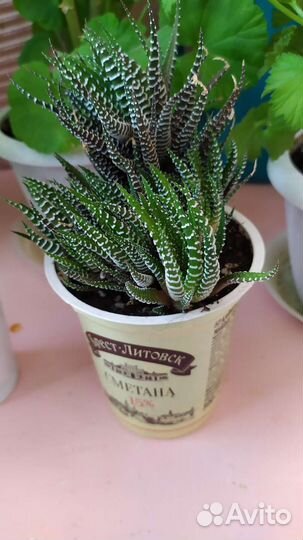 Традисканции, сукуленты Хавортия 