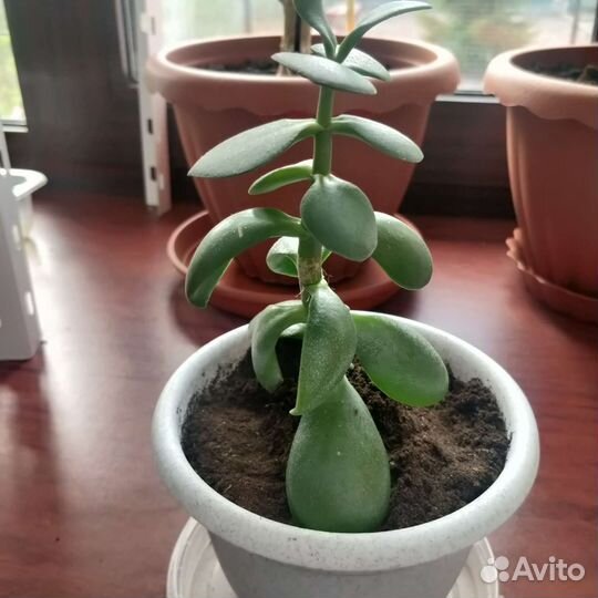 Толстяка (денежное дерево)