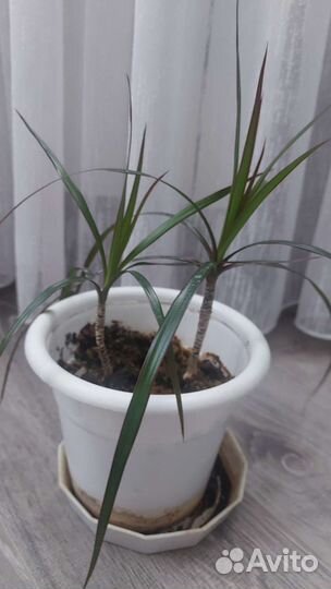 Пальма драцена