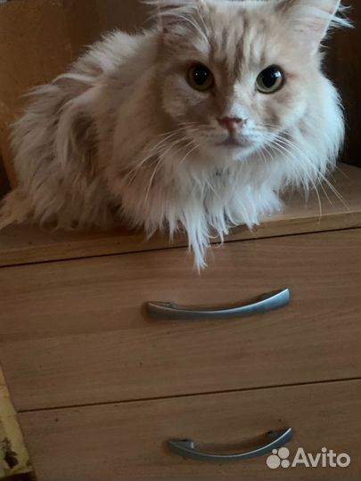 Милые рыжики - в добрую семью