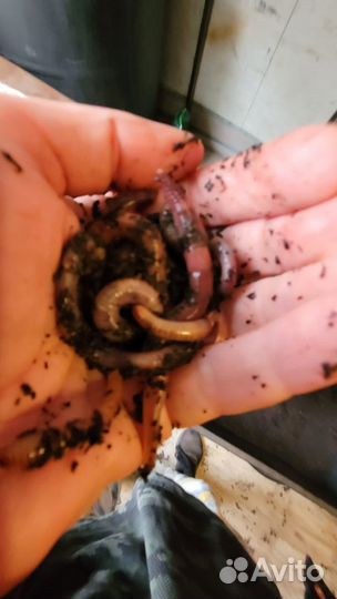 Черви для рыбалки дендробена