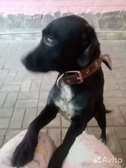 Собака в добрые руки отдам бесплатно