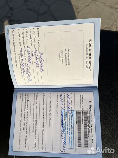 Жеребец на случку