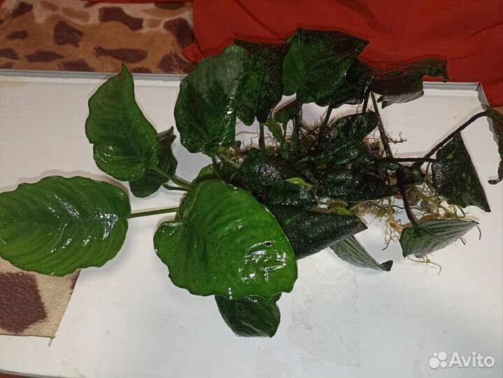 Растение Анубиас